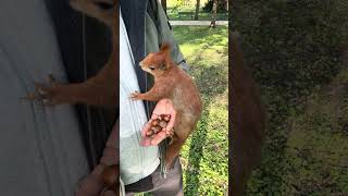 My little fluffy friends, Ep. 30 - short version