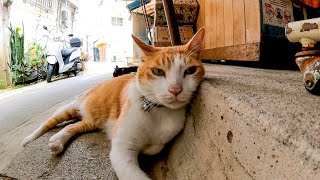 商店街の猫店員さん、店の裏で休憩中