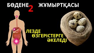 Бөдене жұмыртқасының пайдасы | Бодене жумырткасы пайдасы