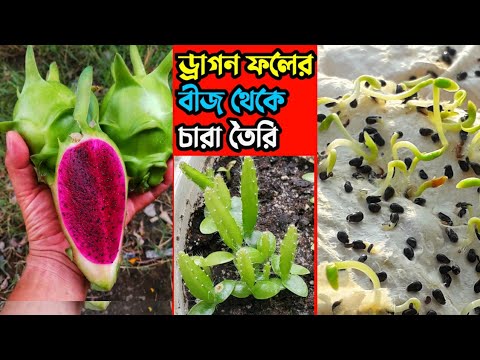 ভিডিও: কীভাবে বরফ থেকে ড্রাগন তৈরি করা যায়