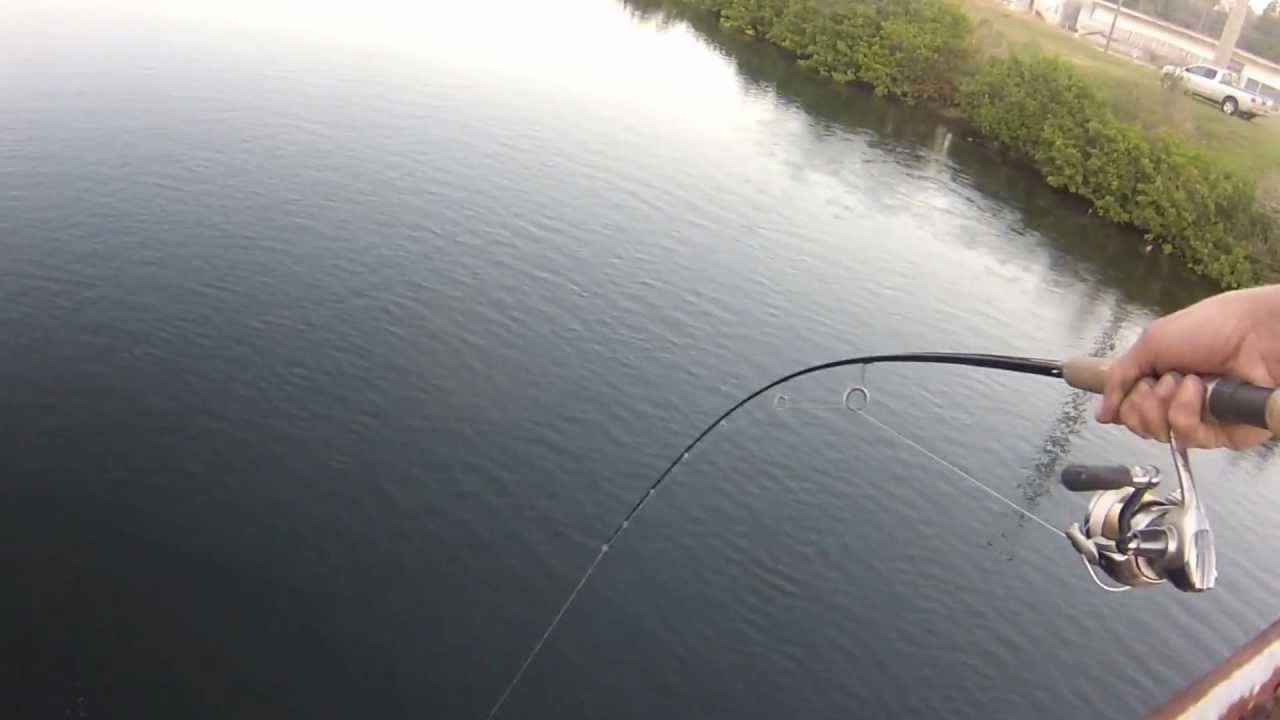 Trout Fishing Florida Inshore Bridge Fishing in Tampa Bay Captured
