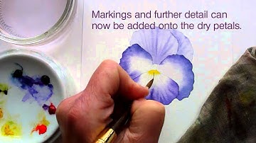 THE TWO MINUTE PANSY