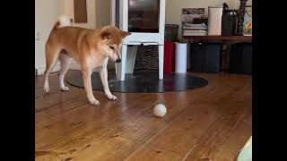 Funny dog & Strange scary ball Shiba inu Aiko ❤