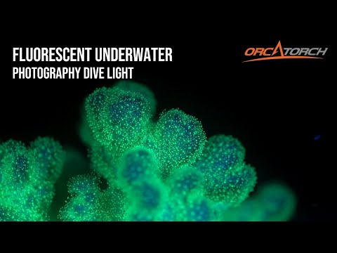 What Diving Lights