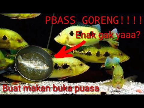 Video: Cara Menggoreng Ikan Bass