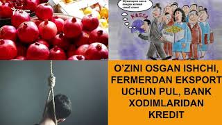 Ўзини осган ишчи, фермердан экспорт учун пул, банк ходимларидан кредит учун пул