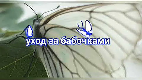 уход за бабочками