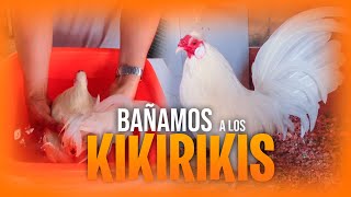 BAÑAMOS a los Kikirikis | prevenir plagas | KIKIRIKIS PERU