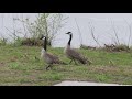 Canadian Geese and Goslings Starved Rock Lock and Dam