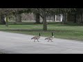 Canadian Geese and Goslings Starved Rock Lock and Dam