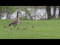 Canadian Geese and Goslings Starved Rock Lock and Dam