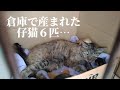 会社の倉庫で出産…まさかの仔猫６匹…😨保護からの親子の様子。