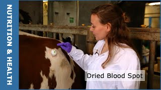 Smart technology quickly detects banned substances  (Subtitles available NL   ENG)