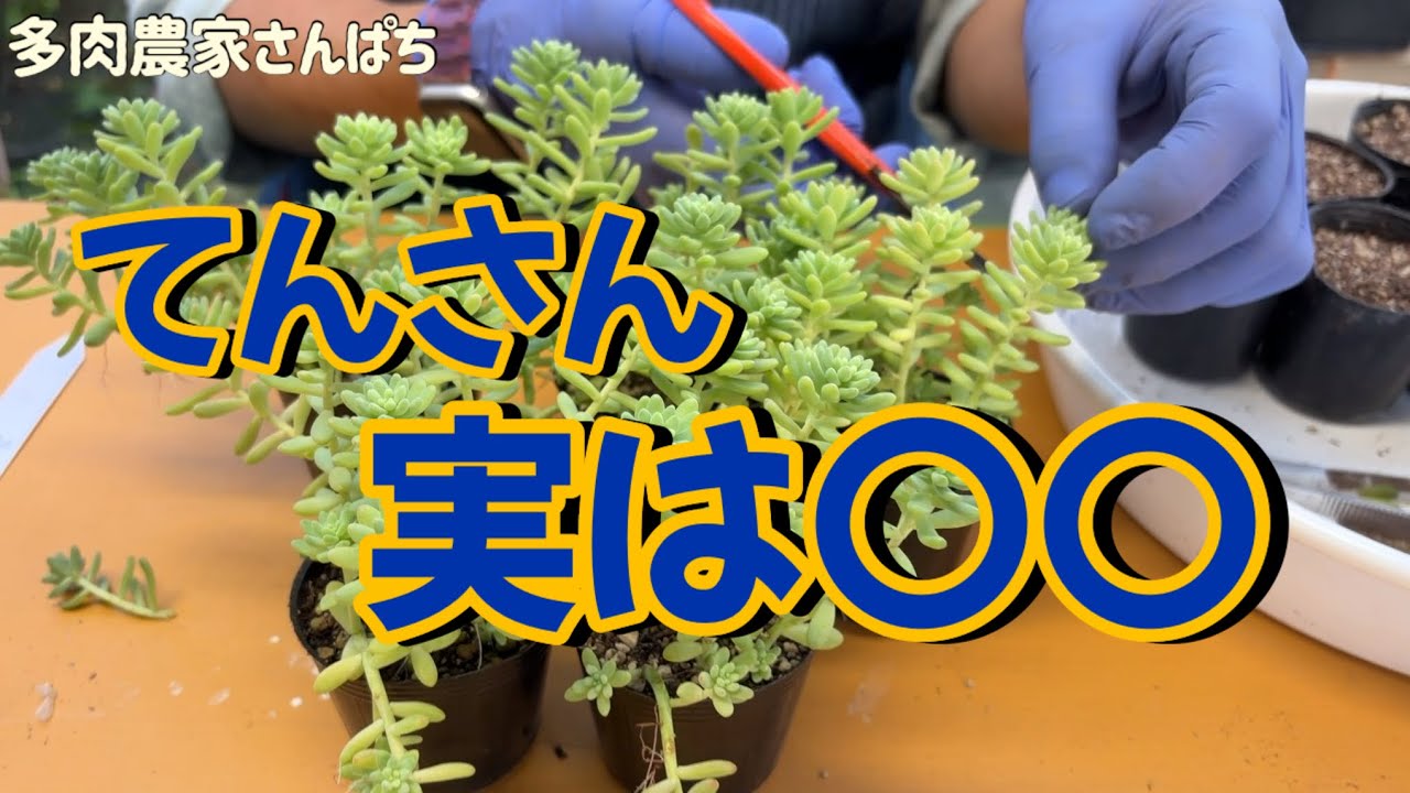 Top【選抜株】多肉植物　13181電影デンエイ　10個　鉢無し/脱土 Succulents】【Ten-san is actually 〇〇】 - YouTube