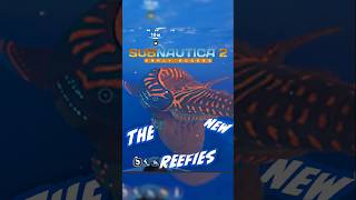 Are these the new REEF BACKS? 😌 Full vid is linked, like and sub if you enjoy!! #shorts
