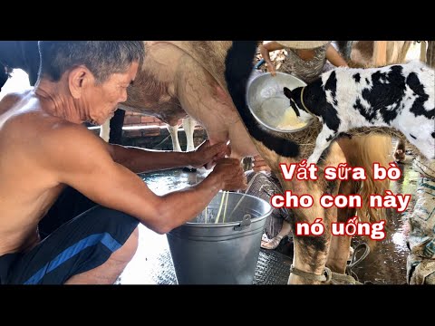 Video: Cách Vắt Sữa Bò