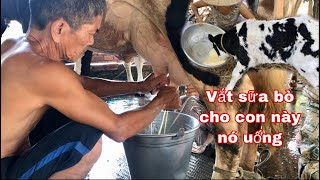 Cận cảnh vắt sữa bò tươi của những người nông dân screenshot 1