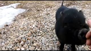 Our Delivery Guy - Delivers Pot Belly Pig