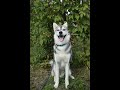 Как прошёл первый годик🐺🐕