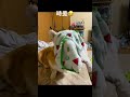 時差すごいな笑 #コーギー #くきたん