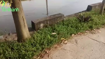 Con đường hoa rực sắc ở vùng quê Tân Cốc - Tân Thành - Nam Định