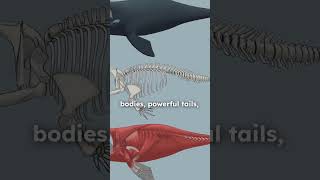 Whales evolution