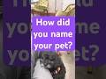 How did your pet get their name? #doggielife #dog #dogshorts #funnydogs #shorts #viral #cutedog