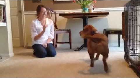 Capturing and Shaping Behavior!