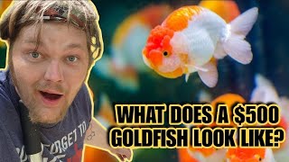 Thailand's Most Expensive Fancy Goldfish & Bettas. Touring An L.A. Based Importer & Retail Shop!