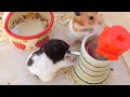 Adorable Hamsters Daily Activity - Cute Hamster Czecko Like To Drink Water