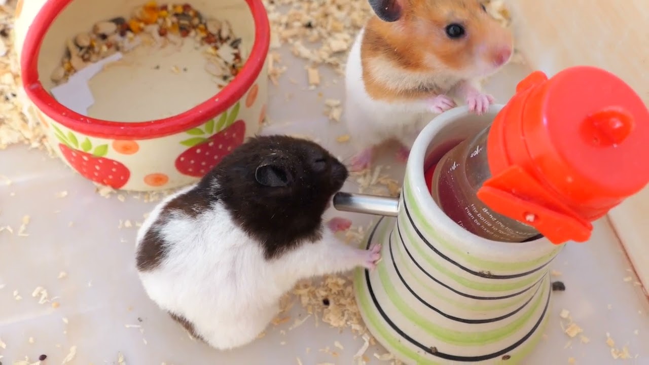 Adorable Hamsters Daily Activity - Cute Hamster Czecko Like To Drink Water