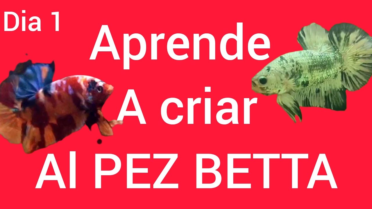 Desafío mundial bettaclubargentina 12