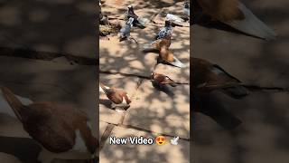 New Video Soon 😍 Fancy Pigeons For Sale 🕊 #kabutar #shorts