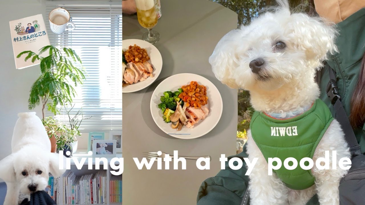 Жизнь с той-пуделем