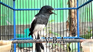 Kacer Betina GACOR BUKA EKOR , COCOK untuk PANCINGAN kacer jantan yang LELET BUNYI