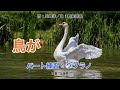 【ソプラノ】鳥が【パート練習】