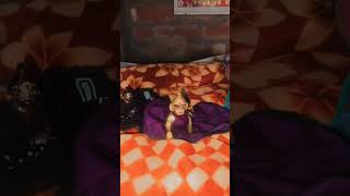 lado gopal tudu thadam
