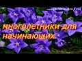 многолетники для начинающих