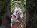 Parece um gatinho… mas é uma mini predadora 😳🐆