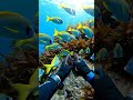 Diver Cracks Open a Sea Urchin & Fish Go Crazy! 🌊🦔🐟 #viralvideo #shark #marinelife #ocean