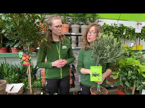 Video: När ska man plantera övervintrande lökset?