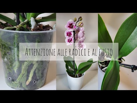 Video: Fai crescere una splendida phalaenopsis a casa