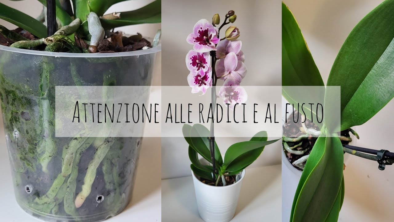 Cosa fare appena arriva in casa un'orchidea #phalaenopsis #orchidea
