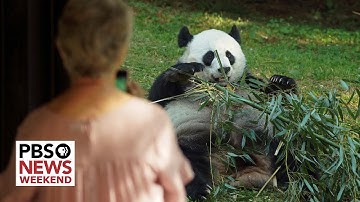 National Zoo says goodbye to beloved pandas as they prepare for return to China