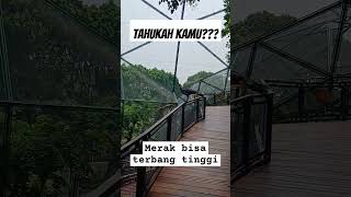 Burung Merak bisa terbang tinggi.