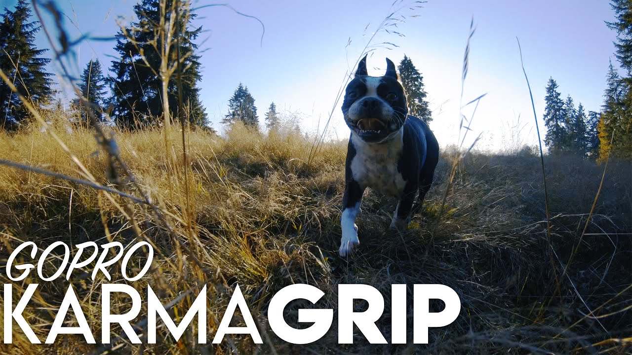 Camera Gear Test with My Boston Terrier Trail Dog