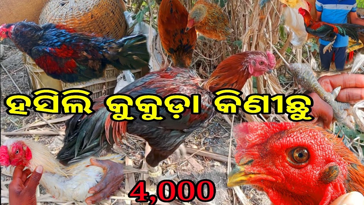ହସିଲି କୁକୁଡ଼ା କିଣିବା 🐓🎁