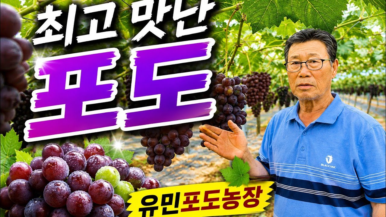 세상 가장 맛난포도 빨리 먹구싶다(유민포도농장)