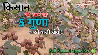 72. कसन क आय क 5 गण करन वल खत Ball Sundari Apple Ber Ki Kheti