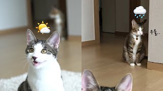 [ENG SUB] Two cats with active personality meet each other!(Part 2)